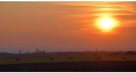 ReheSonnenuntergang